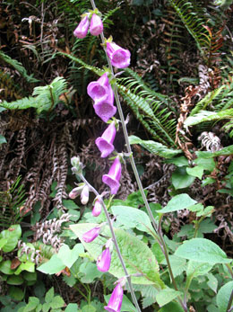 Passion for Healing Naturopathic