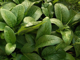 Passion for Healing Naturopathic