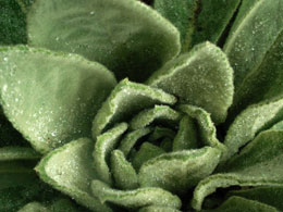 Passion for Healing Naturopathic